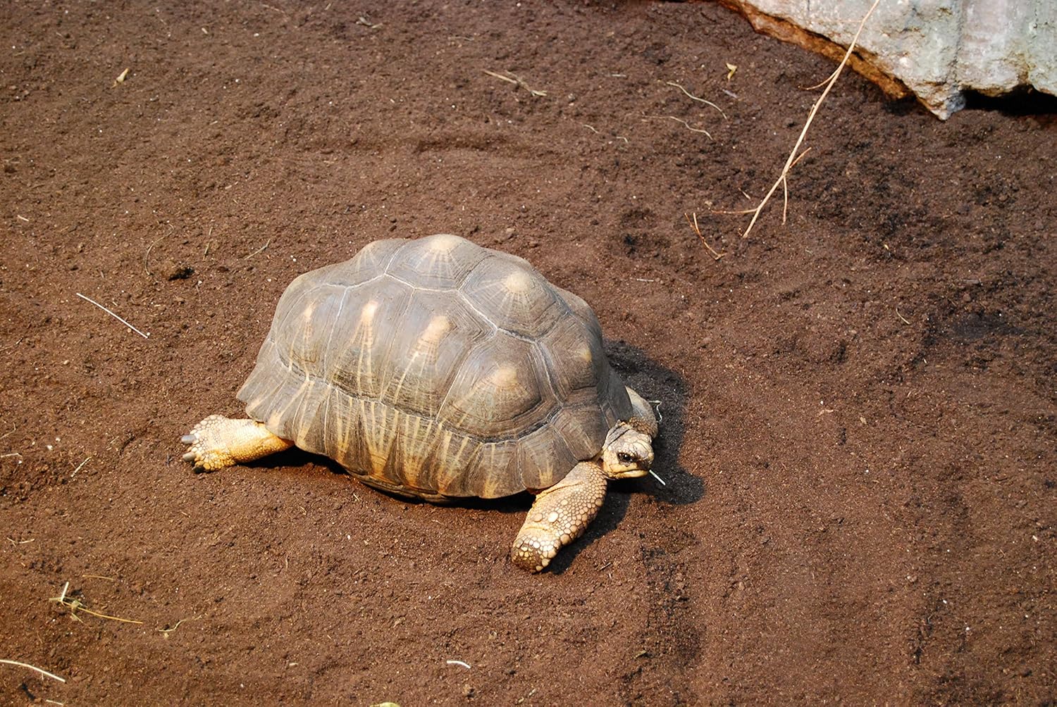 Floragard Schildkrötenerde & Terrariensubstrat 20  - Bild 2