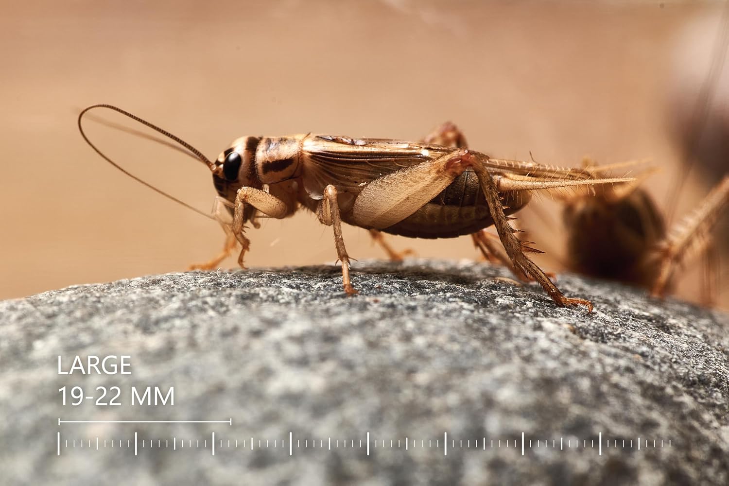 Eurocrickets Heimchen groß – Futtertiere lebend - Bild 3
