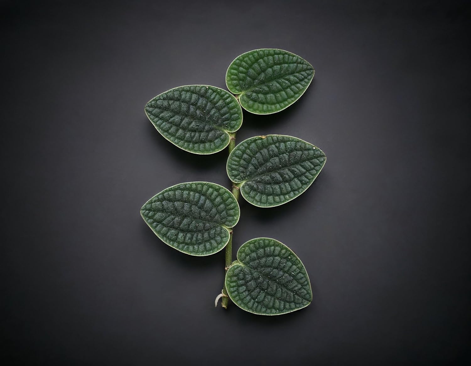NatureHolic Terrarium Pflanze Raphidophora tenuis - Bild 5