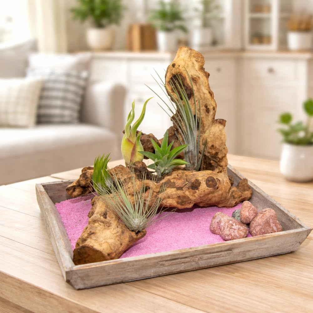 OmniPlants Tillandsien Mini 5er Mix - Bild 3